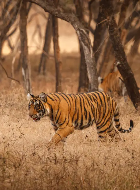 Ranthambore Safari